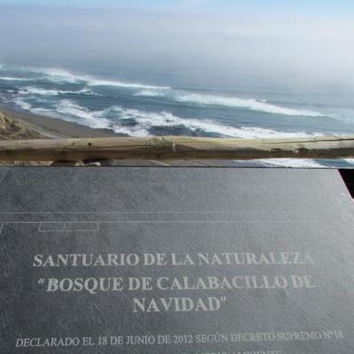 Santuario de la Naturaleza Bosque de Calabacillo, Navidad.