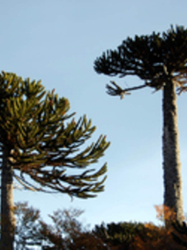 Araucaria