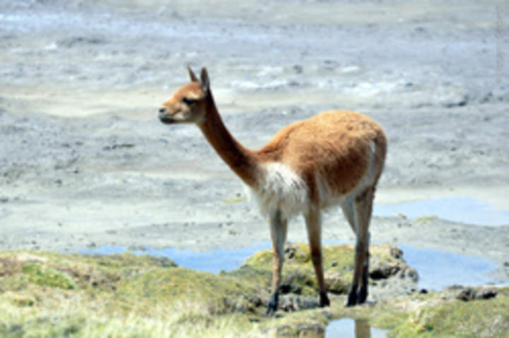 Guanaco