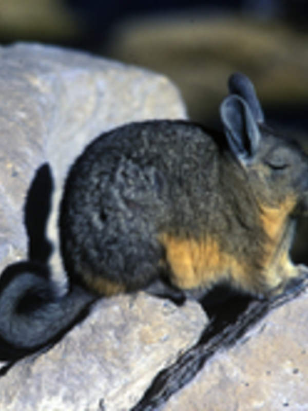 Vizcacha