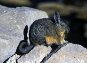 Vizcacha