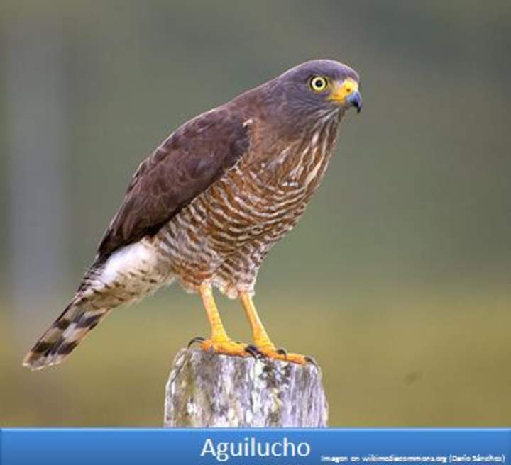 Aguilucho