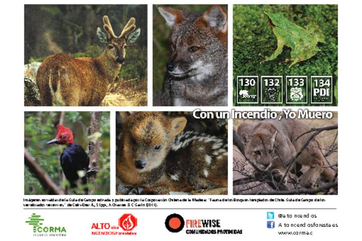 Postales briófitas de los bosques templados australes de Chile.