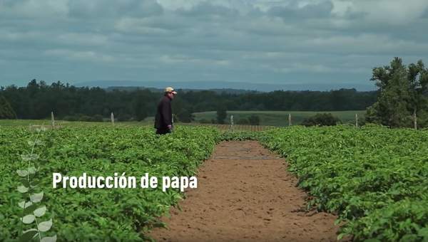 Producción de papa