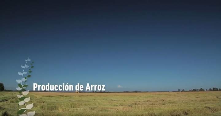 Producción de arroz