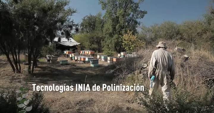 Tecnologías INIA de polinización