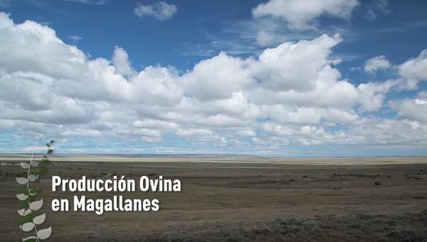 Producción ovina en Magallanes