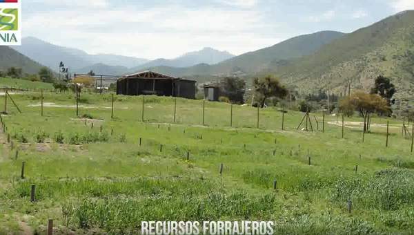 Forrajes para zonas con escasez hídrica