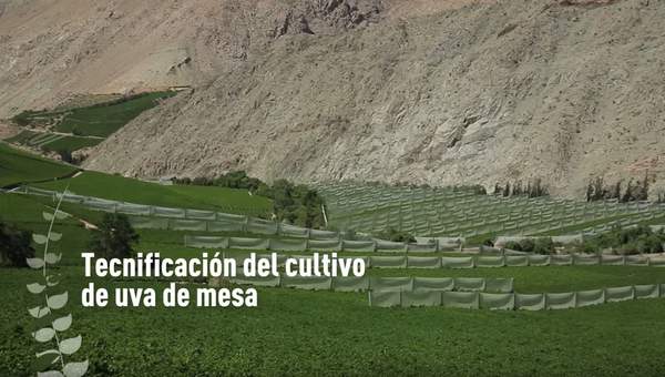 Tecnificación del cultivo de uva de mesa